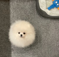 奇跡のような丸さ（画像提供：ポメラニアン ちょむさん）