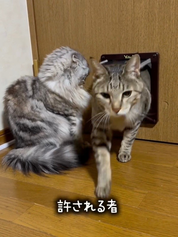 ペットドアをくぐってやって来たゆずちゃん（画像提供：Instagram／@neco_nekotaroさん）