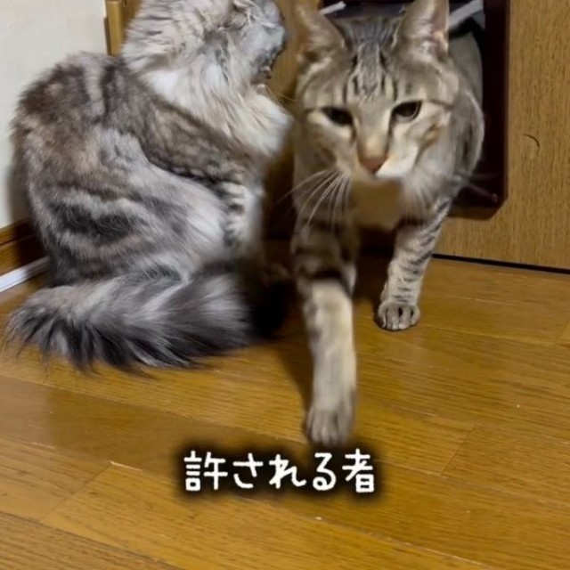 ペットドアをくぐってやって来たゆずちゃん（画像提供：Instagram／@neco_nekotaroさん）