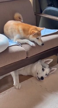 気配を消すハスキーですが…（画像提供：深山さん ※動画よりキャプチャ）