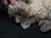 奥さんが受け取ったとき、子猫の体は驚くほど冷たく、硬く感じたという（「にゃんこ先生family」さん提供）