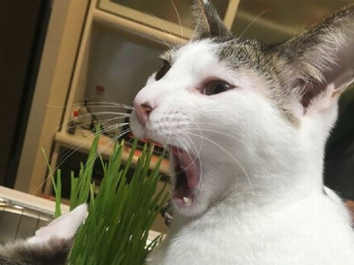 猫の草をガブリ