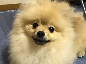 走るの大好き！　大型犬にも負けないよ　ポメラニアン「海」