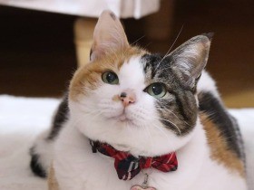 先代猫の面影に運命を感じてお迎え　性格は真逆な甘えん坊だった三毛猫「いろは」