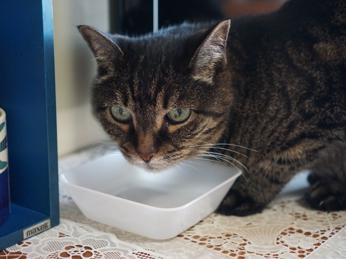 「腎臓が悪くなると飲水量が増えるのでそれもチェックしたいです」（ニャンの飼い主さん提供）