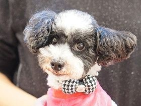 駆け寄ってきた白黒のトイプーは心疾患　でも迎える覚悟を決めた