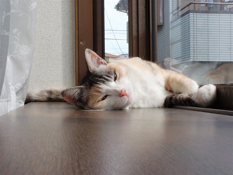 一緒に初めて迎えたお正月（いっとくさん提供）