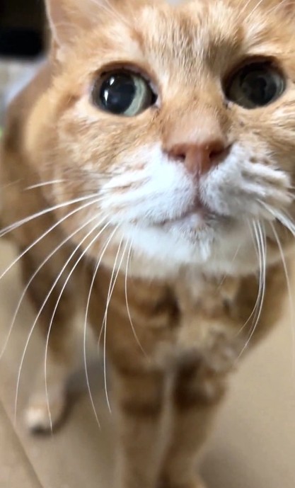 最後まで幸せに暮らしてね（「にゃんたまチャンネル」さん提供、Xよりキャプチャ撮影）