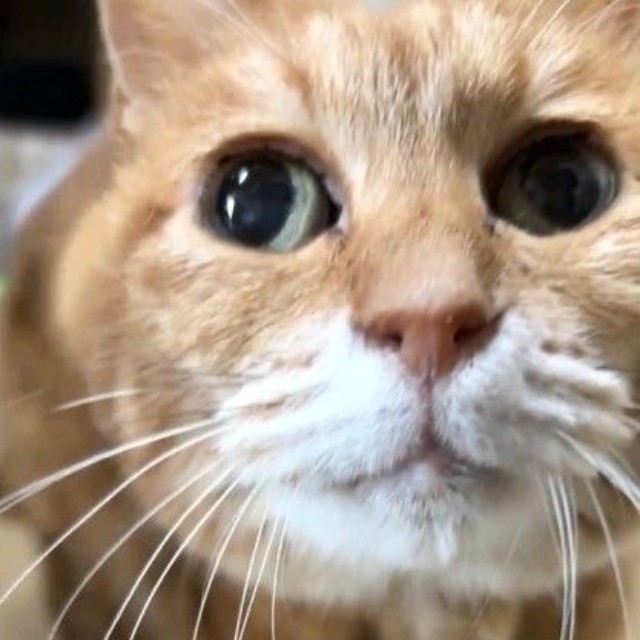 最後まで幸せに暮らしてね（「にゃんたまチャンネル」さん提供、Xよりキャプチャ撮影）