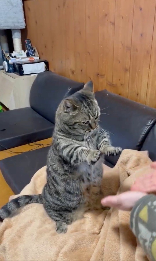 「おちゃらか…♪」（動画からキャプチャー／提供：はると さん）