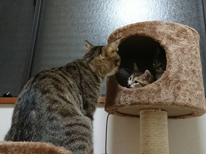 144匹の多頭飼育崩壊現場から救出された後、成田さんの家で産んだ子猫（ささみ、はつ）を見守るせせり（成田さん提供）