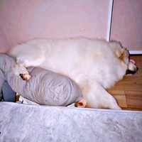 抱き枕にのせた後ろ足がかわいいグラくん（画像提供：グラ家さん）
