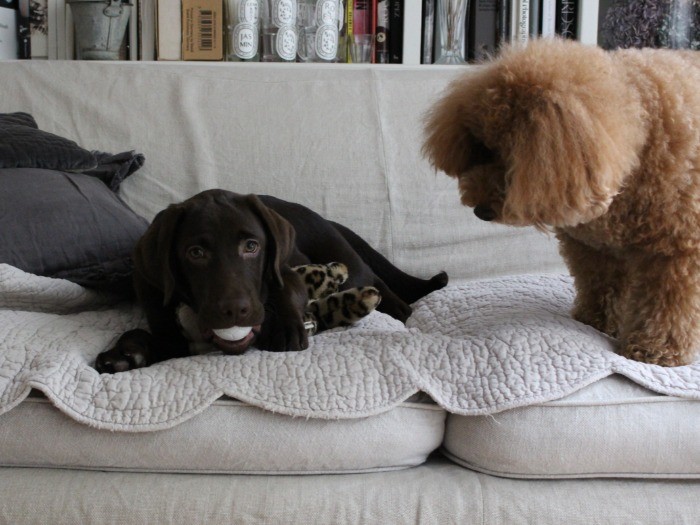 ヴォルスがわが家にやって来た数日後。生後４ヶ月、すでにイタズラざかり！