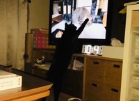 テレビに映る猫に「一緒に遊ぼうよ」と手をかけるたすきちゃん