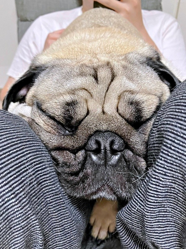 飼い主さんの足の間にはさまって眠るうーぺーくん（画像提供：パグのうーぺーさん）