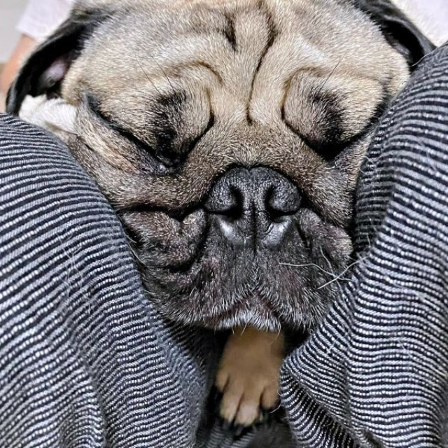 飼い主さんの足の間にはさまって眠るうーぺーくん（画像提供：パグのうーぺーさん）