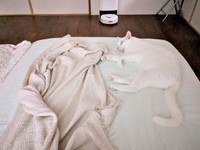 検証3日目。シングルベッドの上で眠るあきらちゃん。みのるちゃんは床上に（画像提供：emy@保護猫とレオパと平屋一人暮らし）