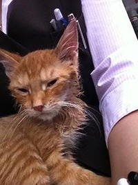 保護された日のチャトラン（画像提供：三協精器）