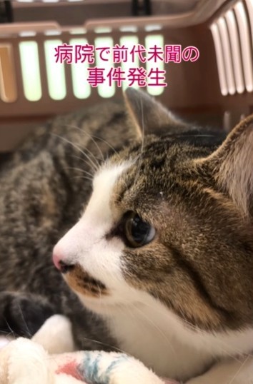 病院で前代未聞の”事件”発生（ハッピー アニマルクラブさん提供、Instagramよりキャプチャ撮影）
