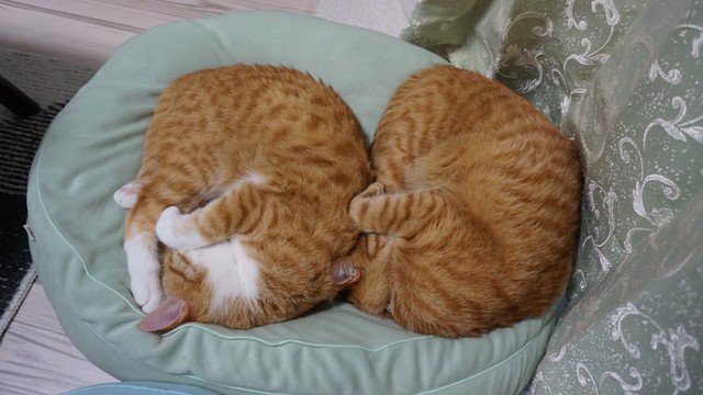 アンモニャイトが２つ（提供写真）