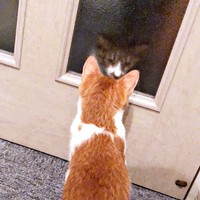 生後6カ月でおうちにやって来たビスケットくん。扉越しに先住猫のソックスくんとご対面（画像提供：ソックスとビスケットさん）
