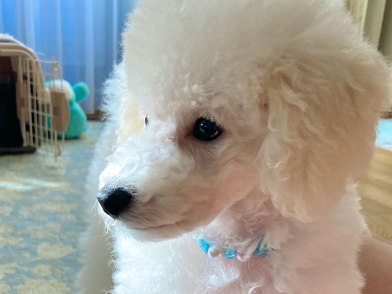 とても飼い主さん一家を振り回す暴れん坊とは思えない、ノーブルなたたずまい（飼い主さん提供）