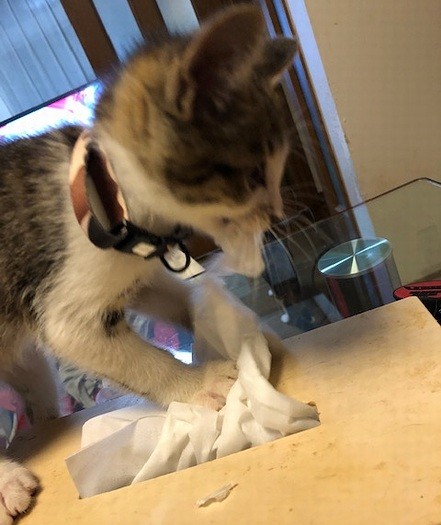 ティッシュでいたずら。ヤンチャっ子のあかし