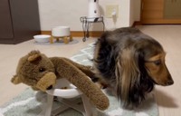 食べてくれない～（るのんさん提供、Twitterよりキャプチャ撮影）