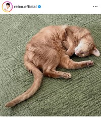 高島礼子インスタグラム＠reico.officialより