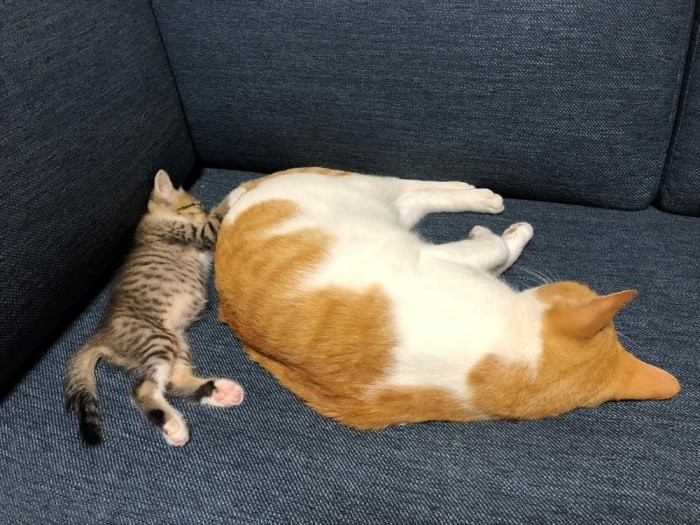 ヤンマーとモナカ。仲よく昼寝（昌宏さん提供）