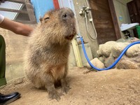 園内で飼育しているカピバラのしんぽちゃん。なでてあげると笑顔になるそう（【公式】真庭あぐりガーデン＠広報女将が毎日発信さんTwitterより）