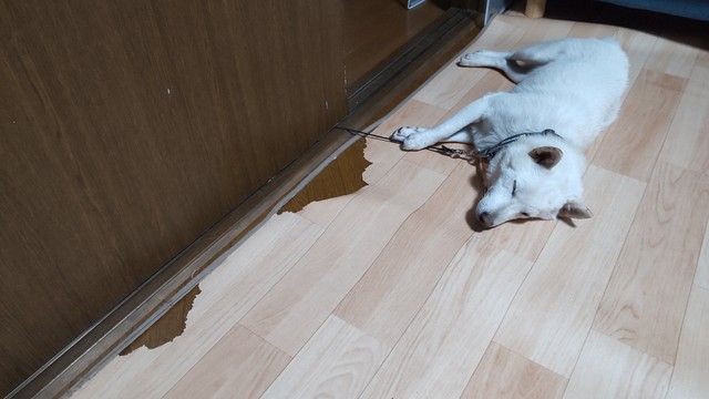 毎日ちょっとずつやったから気付かんかったけど…まぁまぁな被害やぞ