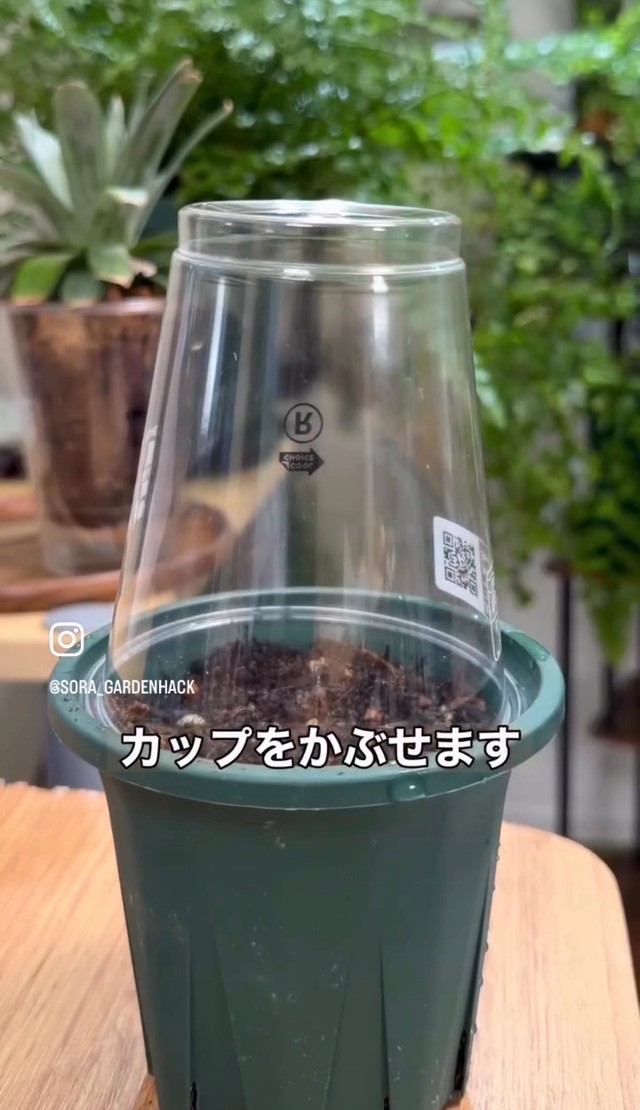 温度を上げるため、カップをかぶせる／そらベジさん（@sora_gardenhack）提供