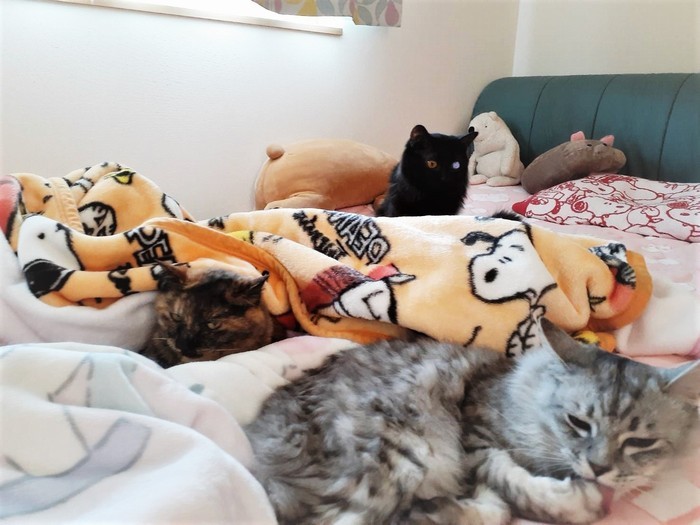 彩乃さんのベッドの上は、猫たちのくつろぎ場＝彩乃さん提供