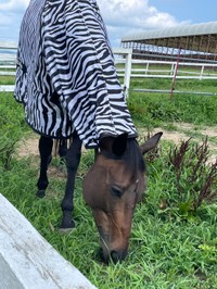 胴体だけシマウマ：岡山乗馬倶楽部