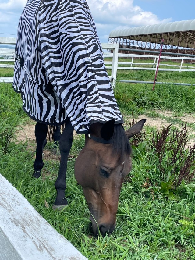 胴体だけシマウマ：岡山乗馬倶楽部