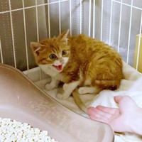 お迎え直後、飼い主さんを威嚇するラテちゃん（画像提供：保護猫ラテちゃん）