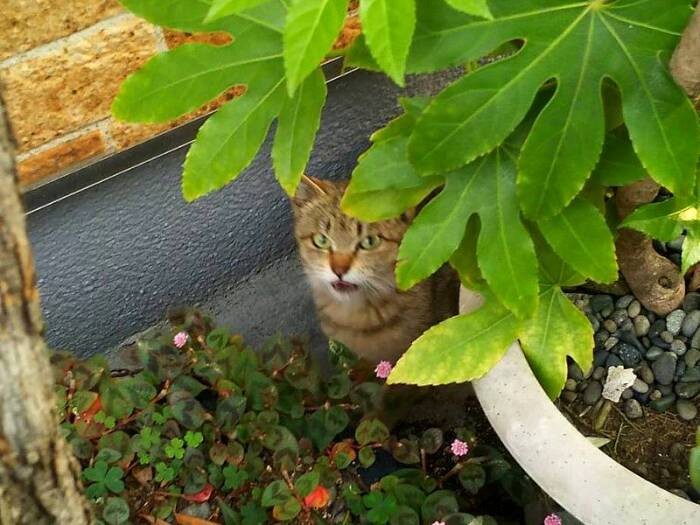 野良猫時代、人に愛されていた