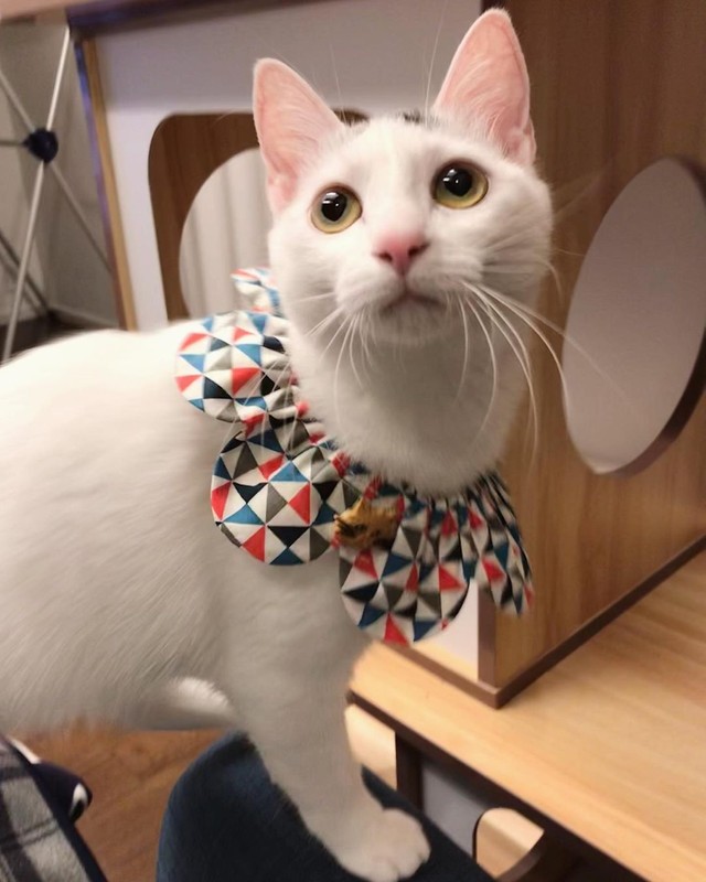 猫じゃらしを虎視眈々と狙う