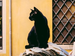 涙を流した日に限ってそばで「にゃあ」と鳴く、双子の片割れの話
