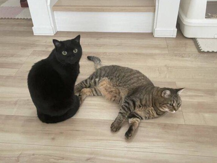 左が保護後のすもも。赤茶けた毛から、見違えるほど美しい黒猫になった（亜妃さん提供）