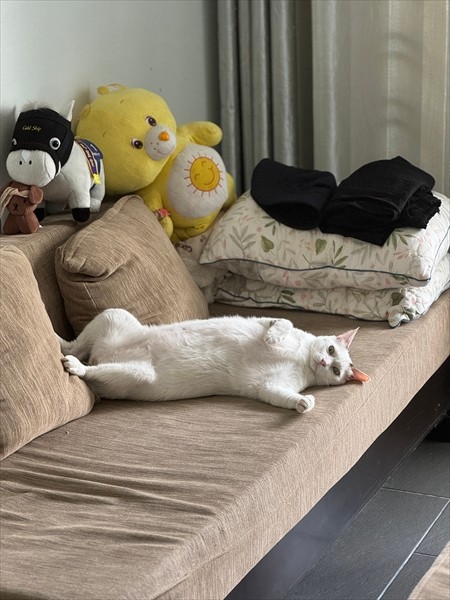 4か国語を理解している…かも？（画像提供：cat_daifuku_vietnamさん）