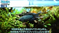 タイワンキンギョ又の名をパラダイスフィッシュ／投稿主さん提供