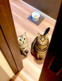 いつもはどのドアを開けても2匹が出待ちをしているのだそう、どちらもしっかり目線をあわせていますね！（画像提供：あんこともなか 充電ねこさん）