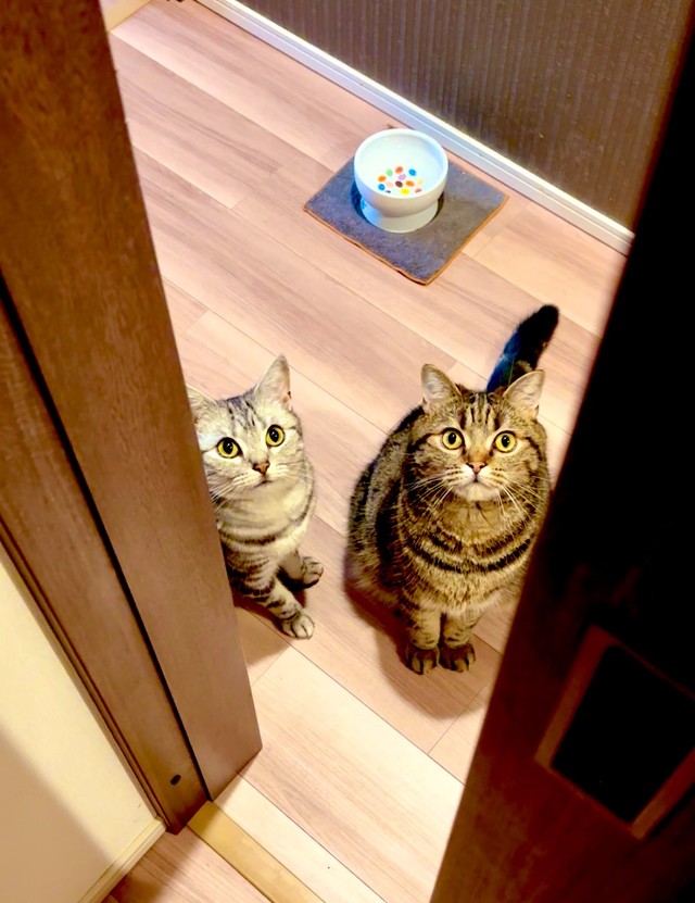いつもはどのドアを開けても2匹が出待ちをしているのだそう、どちらもしっかり目線をあわせていますね！（画像提供：あんこともなか 充電ねこさん）