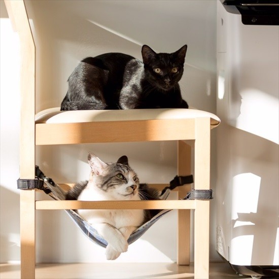 普段のバニところん