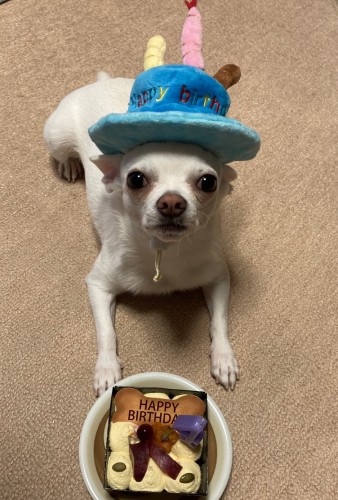 食いしん坊だけど、みかんが食べてる時は順番待ちし、誕生ケーキの前でも「待て」ができました（森廣さん提供）