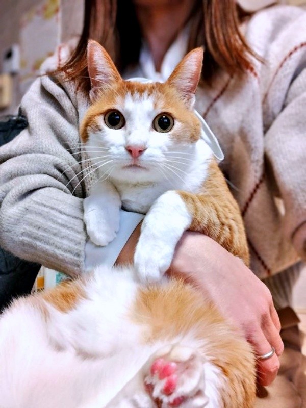 抱っこされるマリーちゃん。きゅるんとした瞳がキュート（画像提供：まりてつさん）