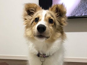 ストーカー!?　お姉ちゃん犬が大好きなシェルティー「とわ」