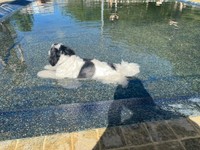 プールに浸かるつくしちゃん。しばし涼をとってリラックス（画像提供：パグチワマル つくしちゃん）